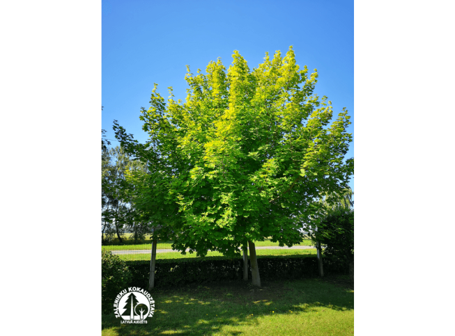 Acer platanoides   PRINCETON GOLD = 'Prigo'